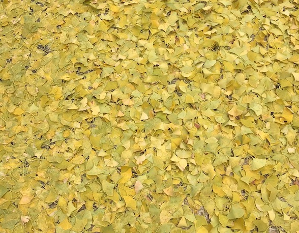 yellow leaves on ground