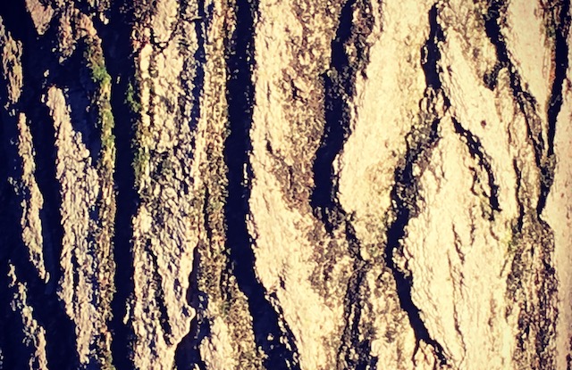 Closeup view of tree