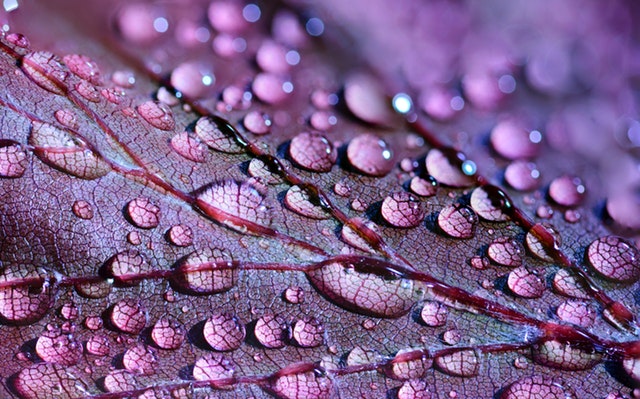 purple leaf with water