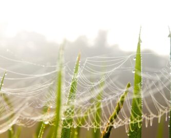 spider web and grass